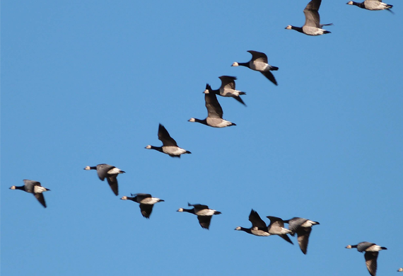 Barnacle Geese by Michael Werndly